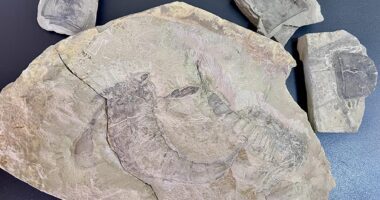 Житель Тернополя намагався відправити за кордон унікальні скам’янілості віком понад 400 млн років