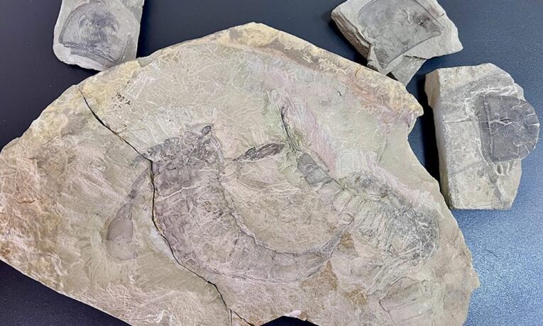Житель Тернополя намагався відправити за кордон унікальні скам’янілості віком понад 400 млн років