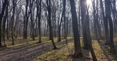Півтора мільйони дерев висадили на Тернопільщині навесні
