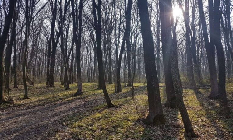 Біля Тернополя у Кутківецькому лісі знайшли непритомних підлітків
