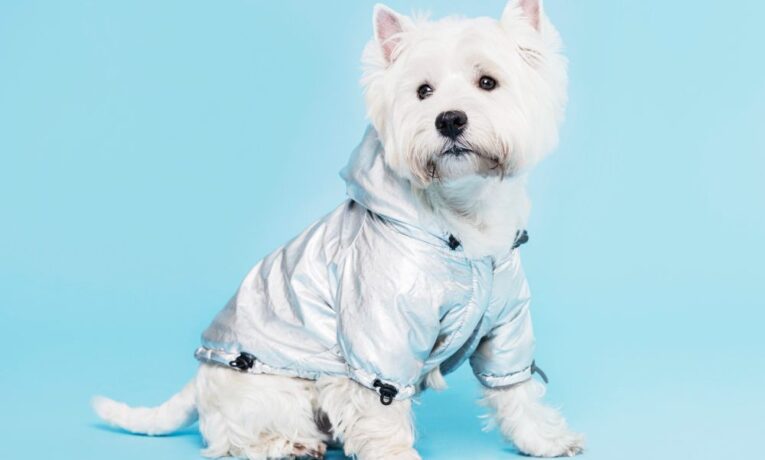 Одяг для собак: стильний захист для вашого улюбленця