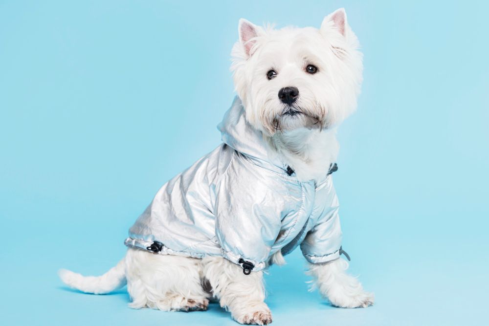 Одяг для собак: стильний захист для вашого улюбленця