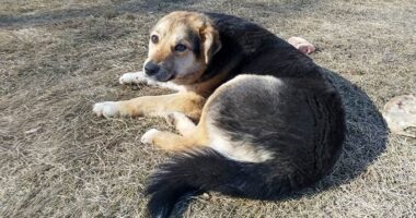 Пес помер: у Тернополі перевіряють інформацію про жорстоке поводження з твариною