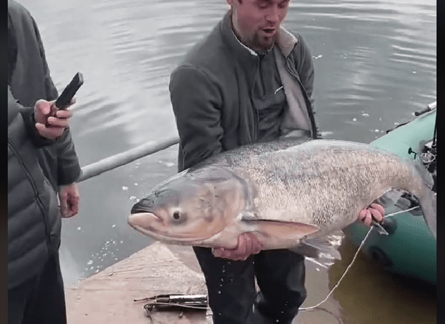 У Тернополі на ставі рибалки впіймали величезну рибину-монстра