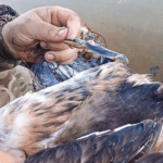 На Тернопільщині визволили качку з браконьєрських сітей