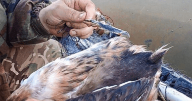 На Тернопільщині визволили качку з браконьєрських сітей
