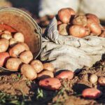 Аграрії Тернопільщині посадили понад пів сотні тисяч гектарів картоплі