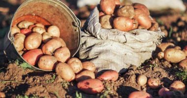 Аграрії Тернопільщині посадили понад пів сотні тисяч гектарів картоплі