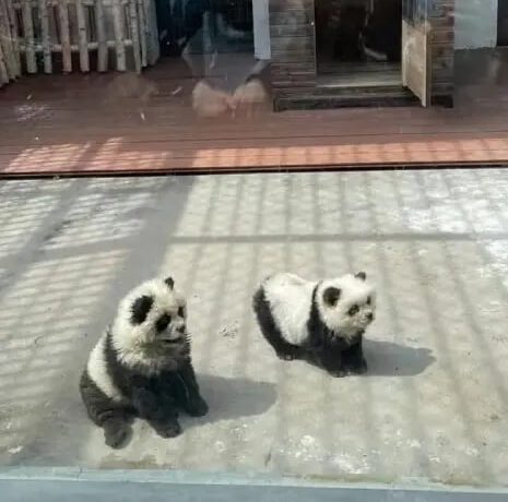 Панд немає, то знайшли живу “підробку”: як китайський зоопарк дурить відвідувачів