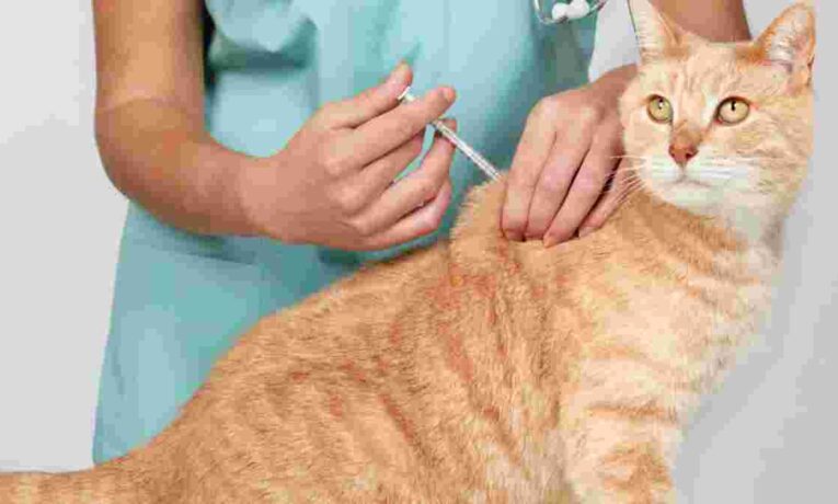 У червні в Тернополі безкоштовно вакцинуватимуть від сказу домашніх тварин