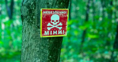 У лісі на Чортківщині знайшли 16 артснарядів