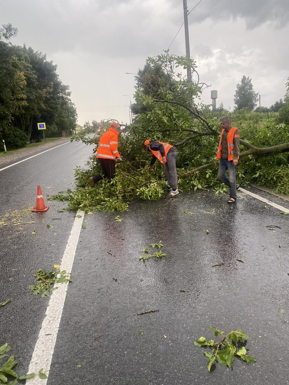 На Тернопільщині негода повалила на дороги 40 дерев