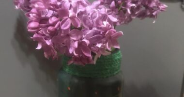 Бузок зацвів у вересні: природний феномен здивував жителів Тернопільщини