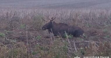 На Лановеччині водій на "Вольво" збив лося на дорозі