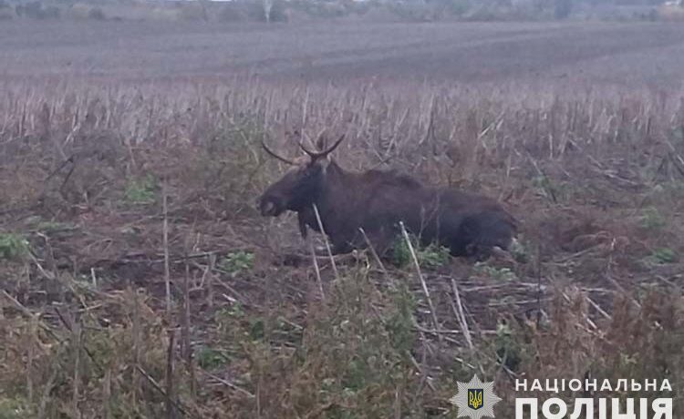 На Лановеччині водій на "Вольво" збив лося на дорозі