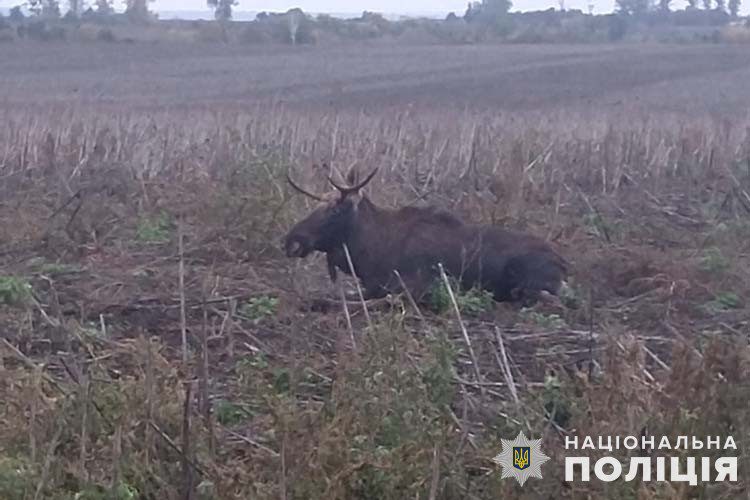 На Лановеччині водій на "Вольво" збив лося на дорозі