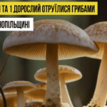 Важкий стан, дітей везуть в “Охматдит”: подробиці отруєння грибами у Копичинцях