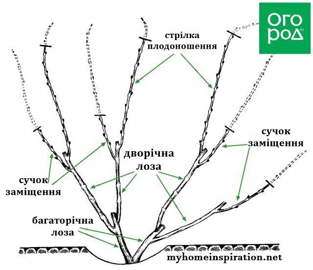 Обрізка винограду