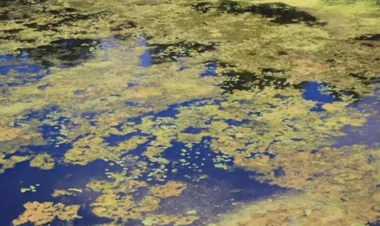 Через недбалість директора на Тернопільщині забруднили Ікву