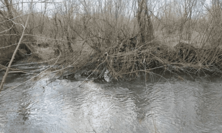 У Бережанах виявлено факт забруднення річки Золота Липа стічними водами.