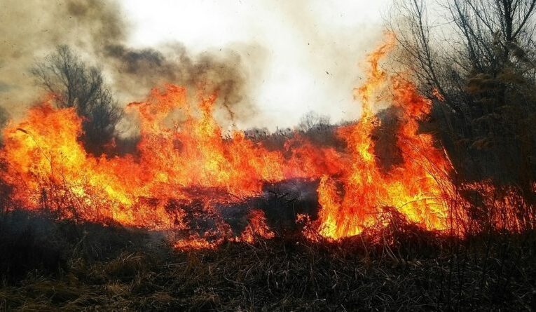Весняні підпали: загроза природі та відповідальність