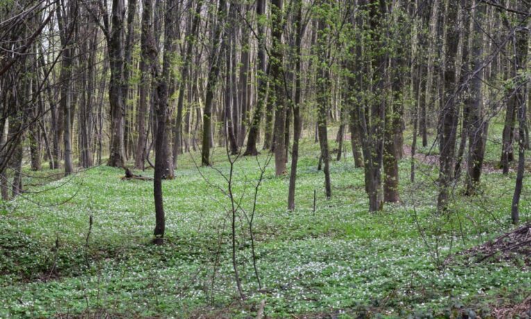 У Чортківському районі суд визнав 15 ділянок самозалісненими