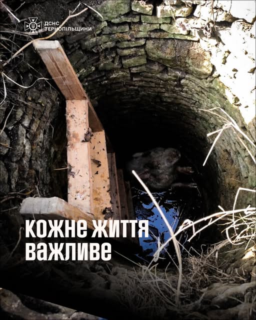Врятували свиню