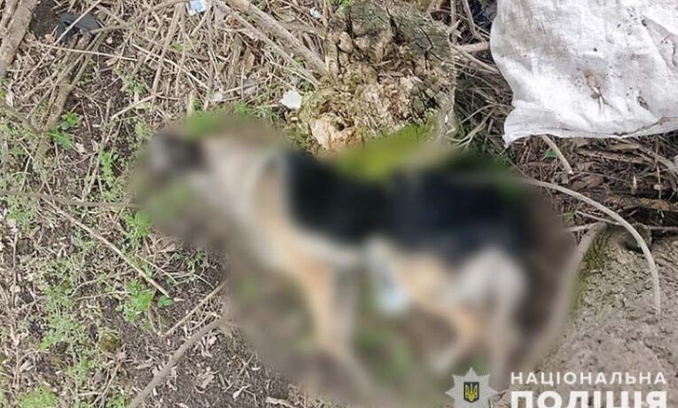 У селі на Тернопільщині вбили собаку, поліція відкрила кримінальне провадження