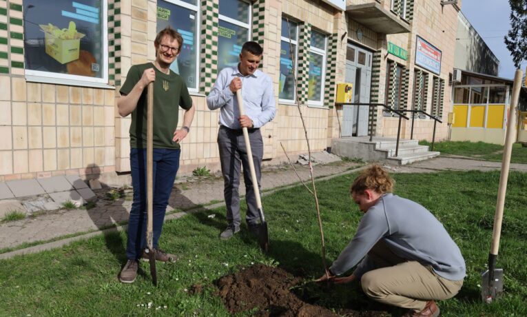 У центрі Копичинців висадили алею з тридцяти сакур