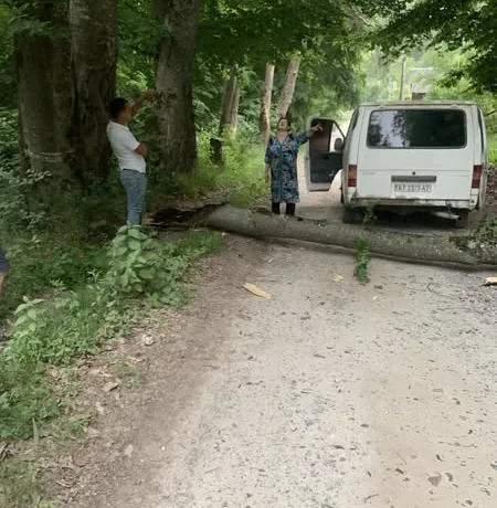 На Бережанщині дерево впало на дорогу, перекривши рух