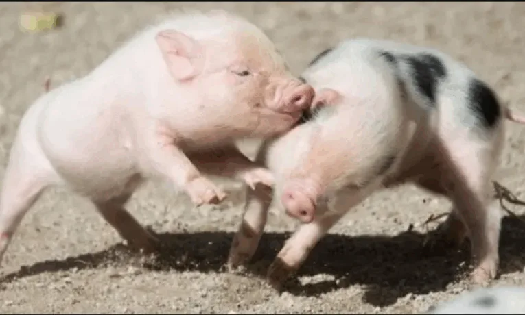 Тернопільщина у трійці лідерів за кількістю свиней в Україні