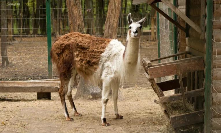 Історія про дівчинку, яку не любили звірі