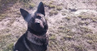 На Тернопільщині пес напав на дитину та погриз їй обличчя