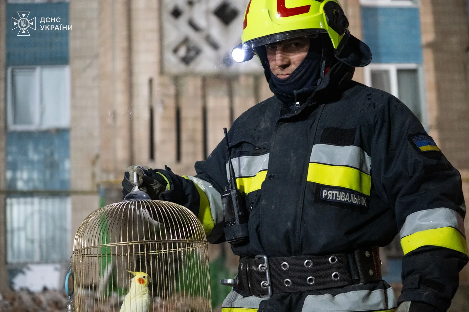 У Тернополі на місці прильоту серед руїн знайшли живого папугу