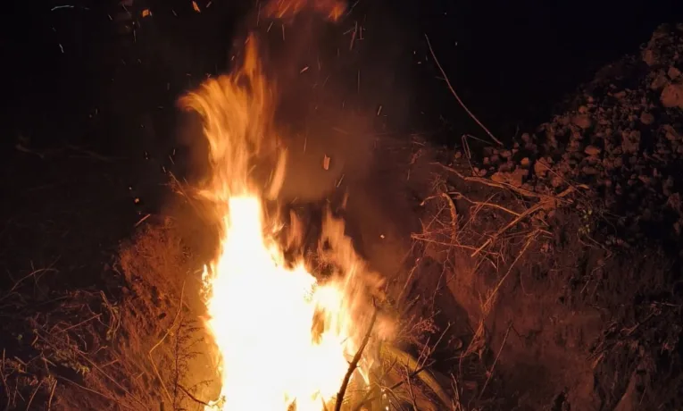 На Тернопільщині у Збаразькій громаді в диких кабанів виявили вірус африканської чуми