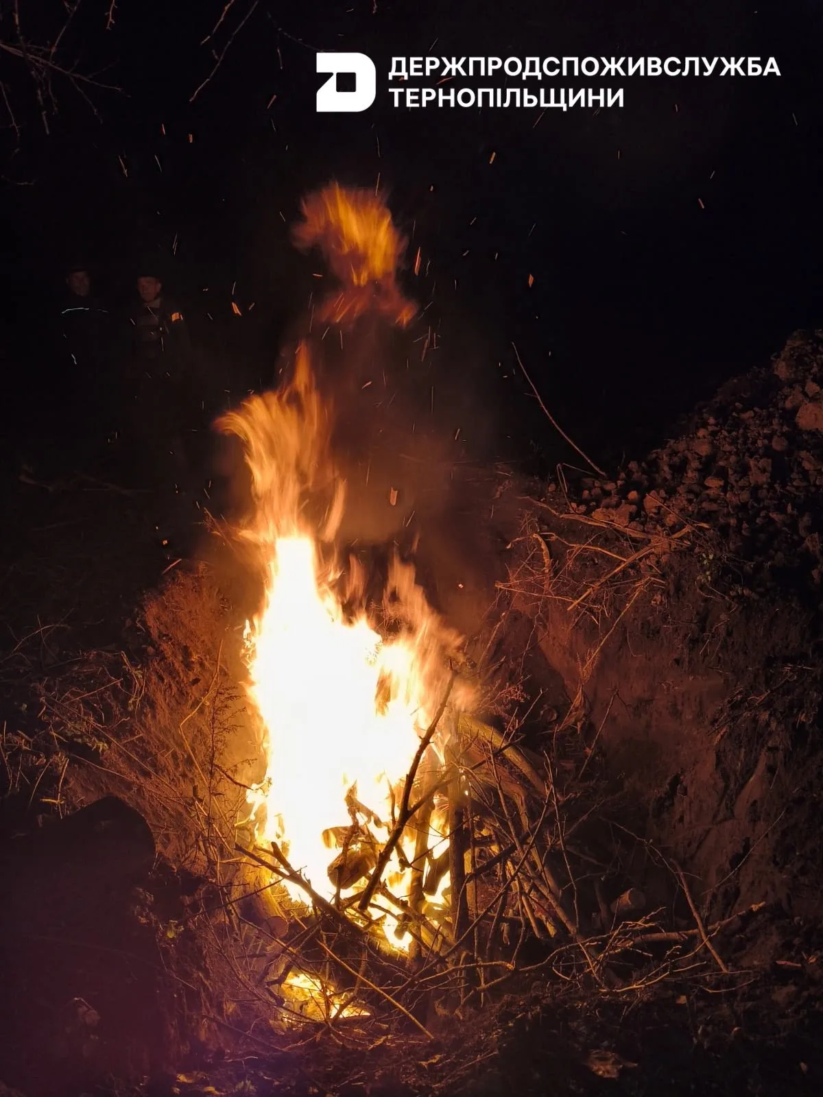 На Тернопільщині у Збаразькій громаді в диких кабанів виявили вірус африканської чуми