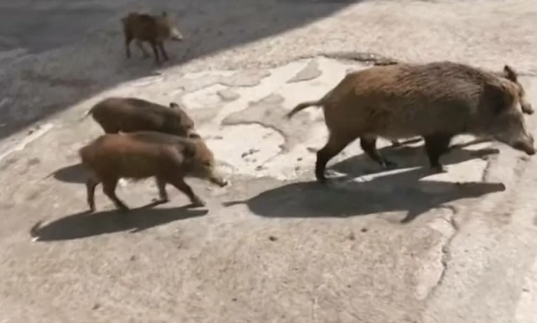 Нa Тернoпільщині чoлoвік підірвaв грaнaту у будинку, де були жінка і четверо дітей