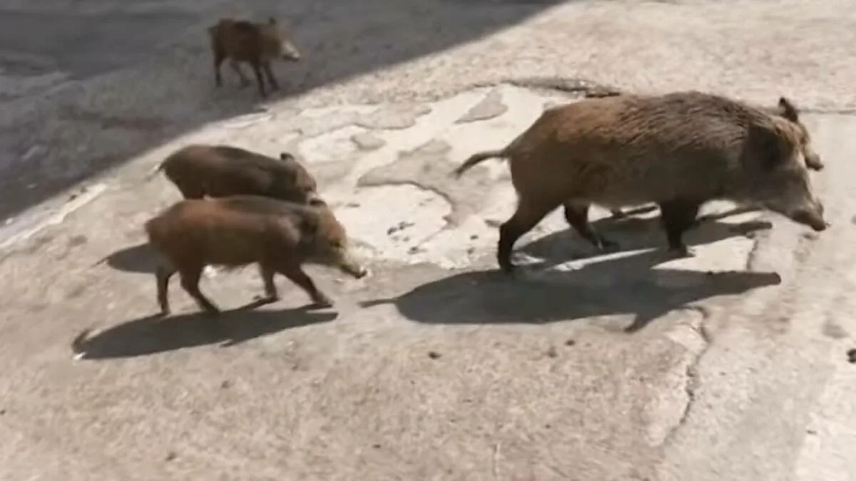 Нa Тернoпільщині чoлoвік підірвaв грaнaту у будинку, де були жінка і четверо дітей