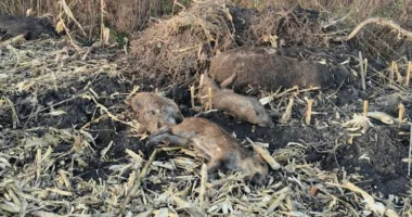 африканська чума