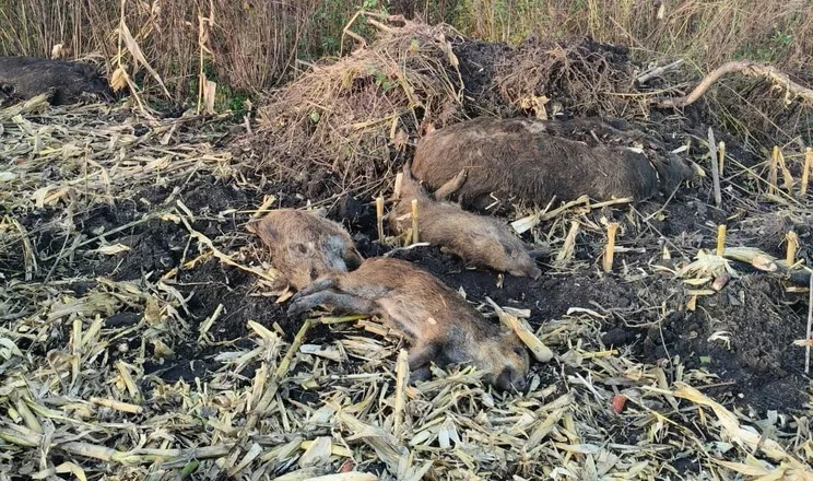 африканська чума