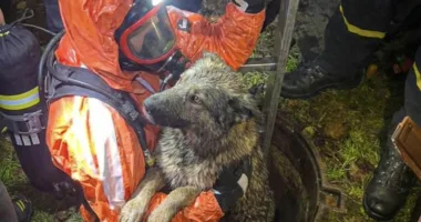 дістали собаку