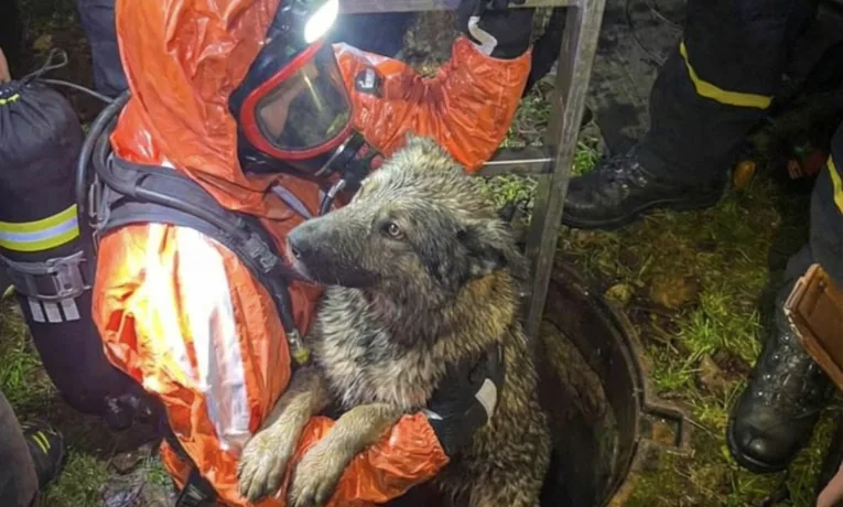 дістали собаку