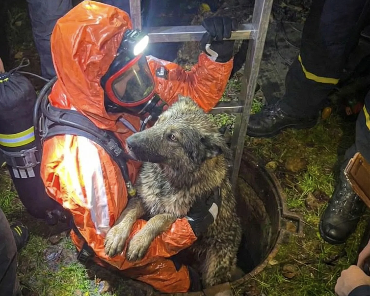 дістали собаку