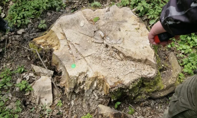 незаконна вирубка