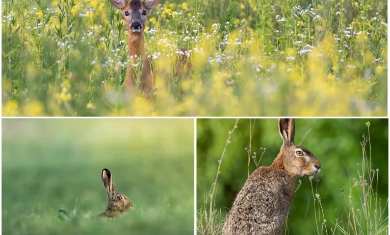 Три фото з Тернопільщини увійшли до списку 10 найкращих світлин української природи