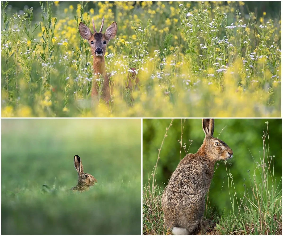 Три фото з Тернопільщини увійшли до списку 10 найкращих світлин української природи