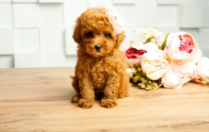 Той-пудель не зайняв призового місця на виставці, але підкорив усіх своєю ходою (Відео)