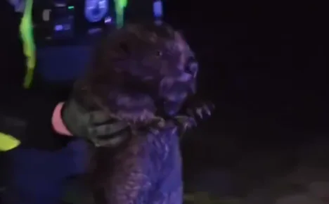 врятували пораненого бобра