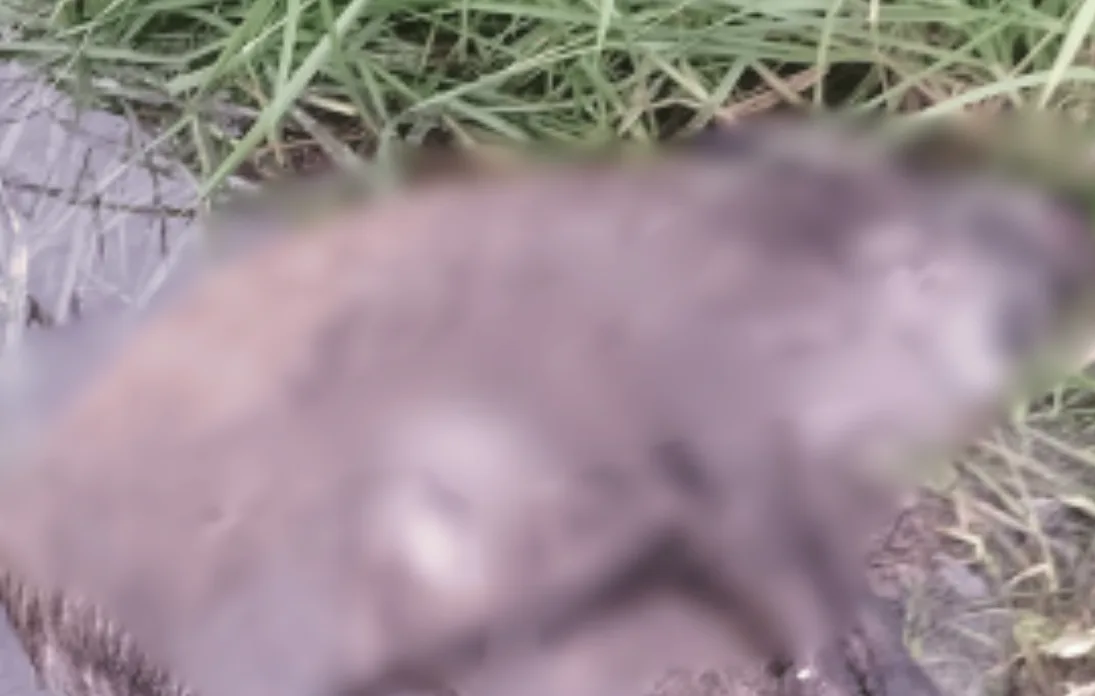 випадок африканської чуми