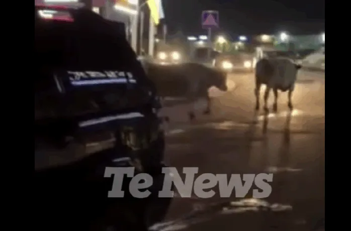 У Підволочиську містом гуляють великі бики: курйоз потрапив на відео